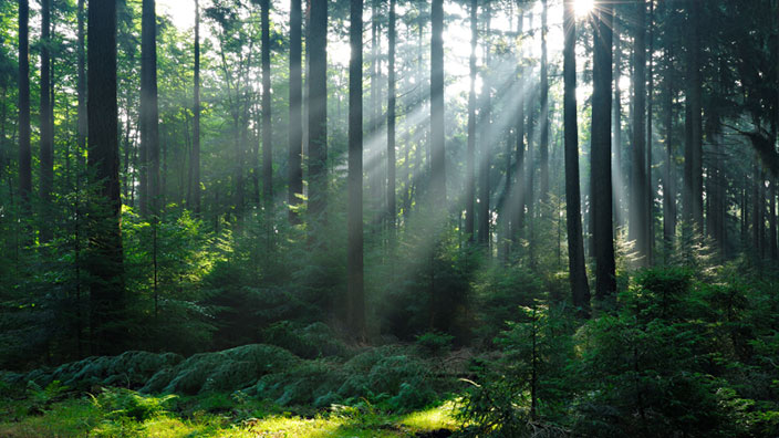 Skogsägare register